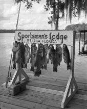 Several freshly caught fish hang from the Sportsman's Lodge sign - Welaka, Florida.