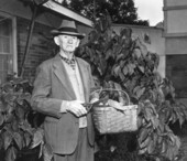 Major Richard E. Bergren gathers leaves from a tung nut tree in his yard - Gulf Breeze, Florida