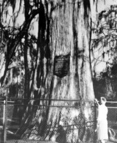 Tourist looks at "The Senator" tree - Longwood, Florida