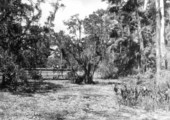 Visitors on footbridge overlooking the lettuce pond - Collier County, Florida.