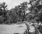 Visitors on footbridge overlooking lettuce pond at the Corkscrew sanctuary - Immokalee, Florida.