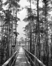 Man-made walkway through Corkscrew Swamp - Collier County, Florida.