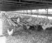 Chicken coop - Brooksville, Florida
