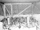 Pheasants at the Ocala National Forests reserve