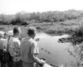 National Audubon Society tour of the Everglades