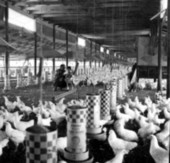 Henko poultry farm - DeFuniak Springs, Florida