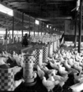 Henko poultry farm - De Funiak Springs, Florida