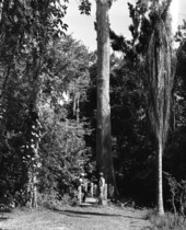 Unidentified people look at the Cypress Trees