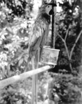 Parrot