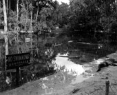 Alligators sleep and swim at Homosassa Springs - Citrus County, Florida