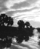 Palm trees along the water's edge - Everglades, Florida