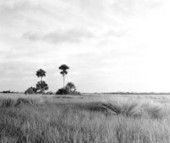 View of the landscape - Everglades, Florida