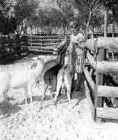 Tourist feeding deer at Floridaland - Osprey, Florida