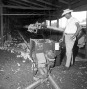 Baby broiler chickens - Mayo, Florida