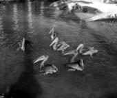 Birds at Homosassa Springs - Homosassa Springs, Florida