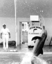 Photograph showing dolphin flipping