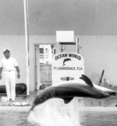 Photograph showing dolphin flipping