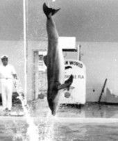 Photograph showing dolphin flipping