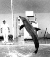 Photograph showing dolphin flipping