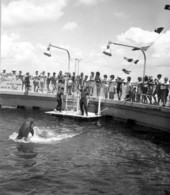 Tourists enjoying a dolphin show at Gulfarium - Fort Walton Beach, Florida