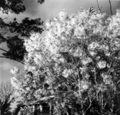 Grandfather Greybeard plant