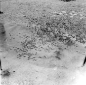 Several fiddler crabs - Taylor County, Florida