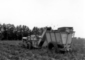 Harvesting white acre peas - Live Oak, Florida