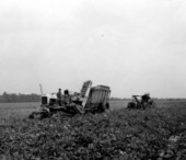 Harvesting white acre peas - Live Oak, Florida