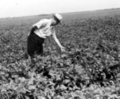 Harvesting white acre peas - Live Oak, Florida