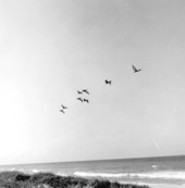 Pelicans flying over Titusville