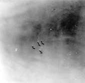 Birds in flight over the Everglades