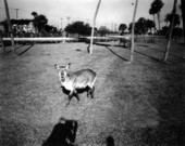 Deer at Busch Gardens - Tampa, Florida