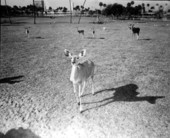 Deer at Busch Gardens - Tampa, Florida