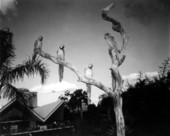 Parrots at Busch Gardens - Tampa, Florida