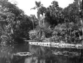 McKee Jungle Gardens - Vero Beach, Florida.