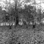 Deer in the woods