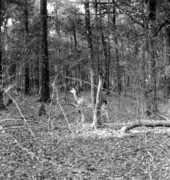 Deer in the woods