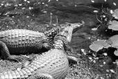 Two alligators