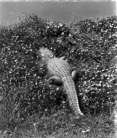 Alligator in the brush