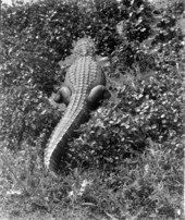 Alligator in the brush