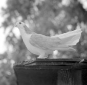 Bird at Homosassa Springs - Citrus County, Florida