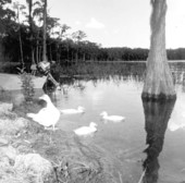 Ducks