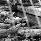 Crocodiles - Bonita Springs, Florida