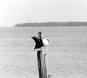 Pelican