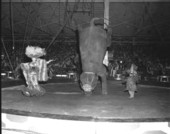 Elephants and clowns performing at the circus- Sarasota, Florida