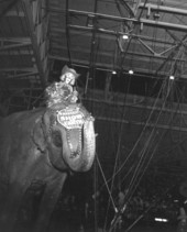 Clown riding elephant at the circus- Sarasota, Florida