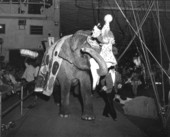 Elephant carrying clown- Sarasota, Florida