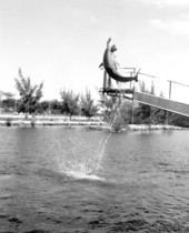 Theater of the Sea dolphin leaping high out of water - Islamorada, Florida