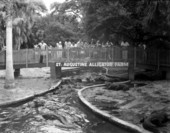 People observing alligators at an alligator farm - St. Augustine, Florida