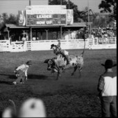 Brahma bull riding at the rodeo - Kissimmee, Florida .